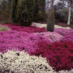 اریکا کارنیا